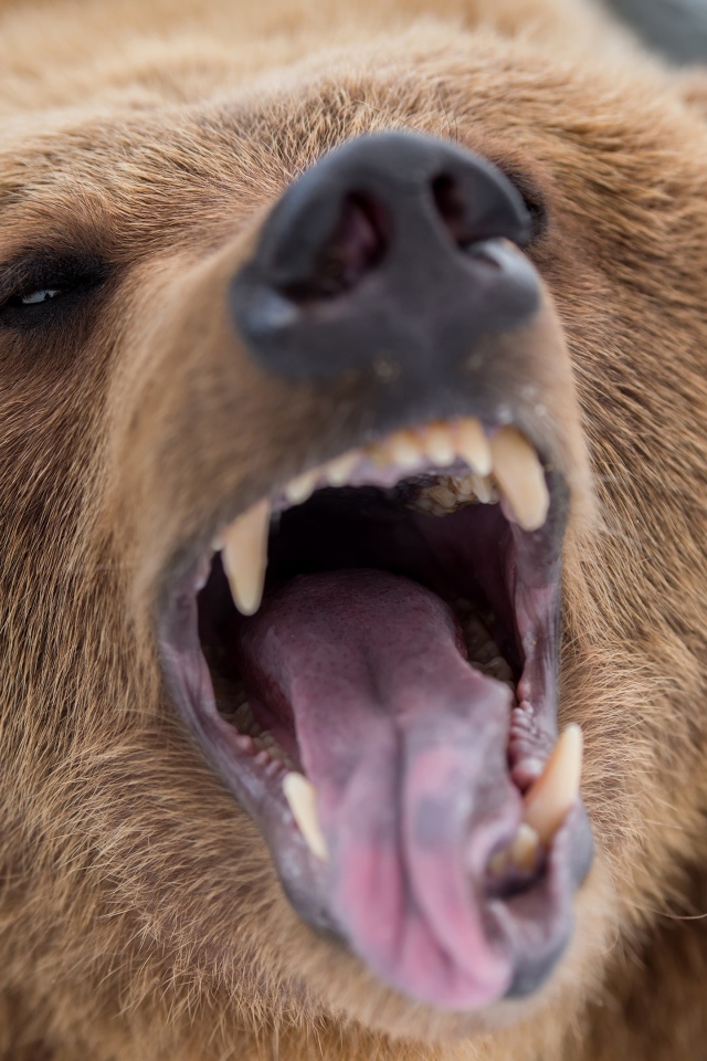 Грозный оскал бурого медведя 
