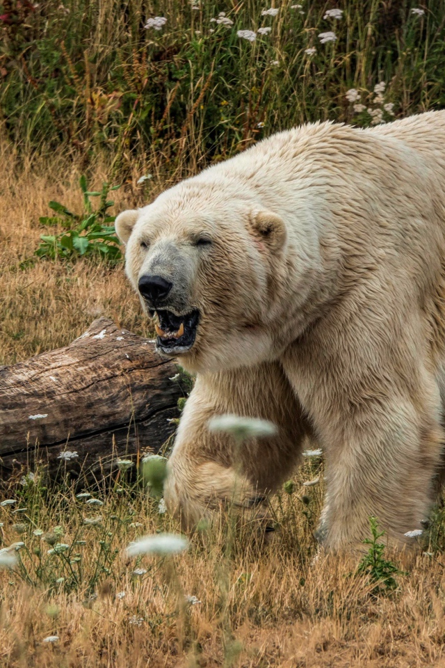 Грозный белый медведь с острыми клыками на траве