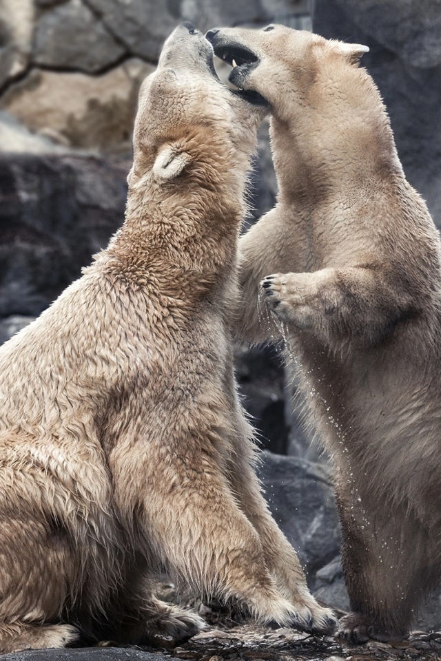 Два больших белых медведя дерутся