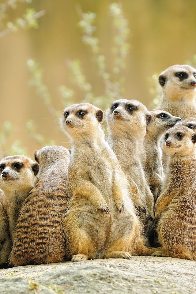 Много сурикатов сидит на камне