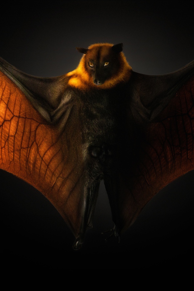 Большая летучая мышь на черном фоне