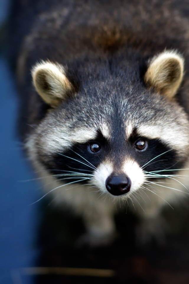 Любопытный енот с черным носом в воде