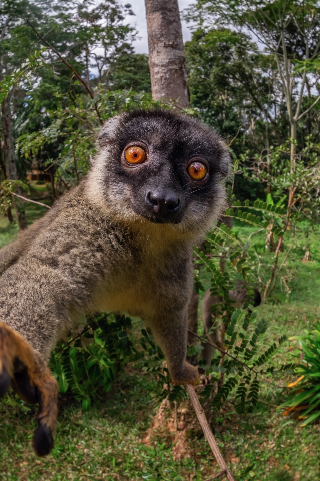 Смешной лемур лезет в камеру 