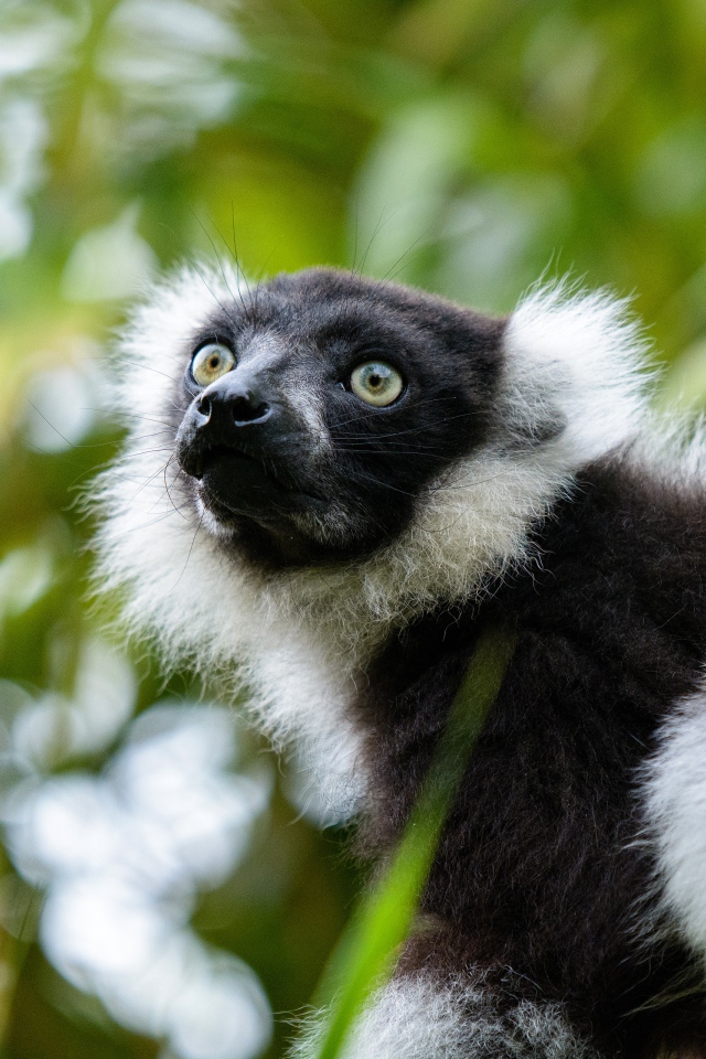 Лемур сидит на ветке дерева