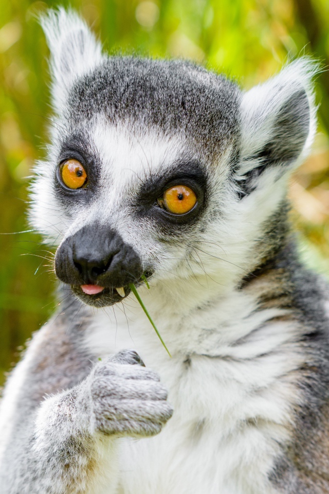 Лемур с желтыми глазами ест траву