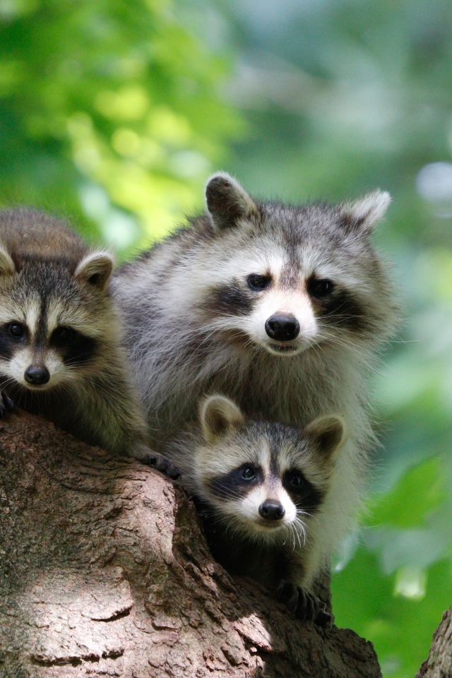 Три серых енота сидят на дереве 