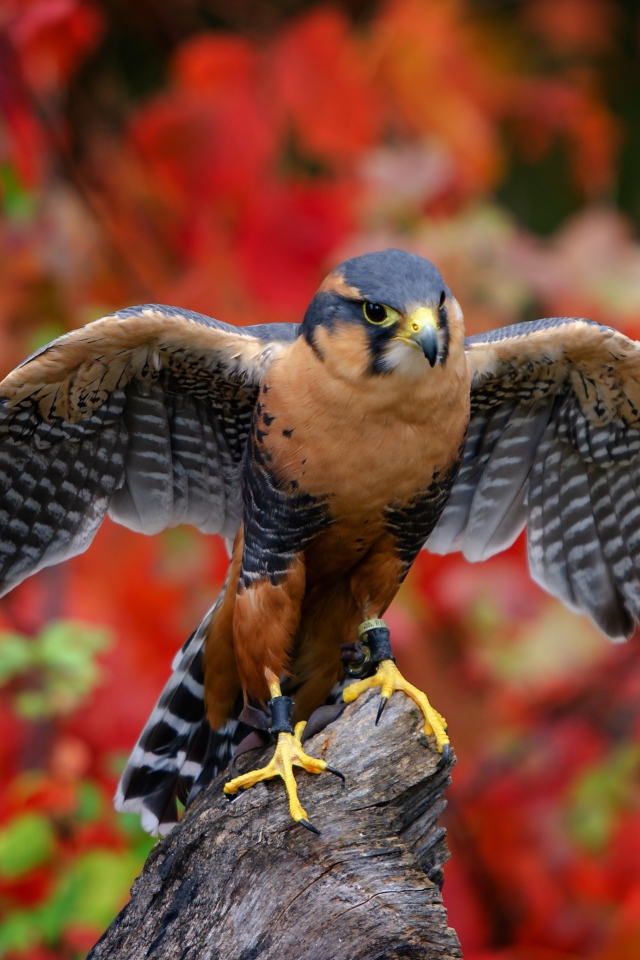 Красивый сокол сидит на дереве на фоне желтых листьев