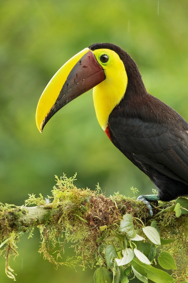 A big toucan sits on a tree branch under raindrops