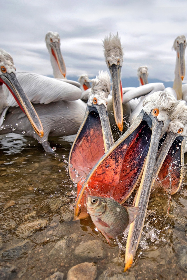 Стая пелинанов ловят рыбу