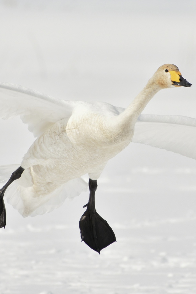 Большой белый лебедь летит над заснеженным озером