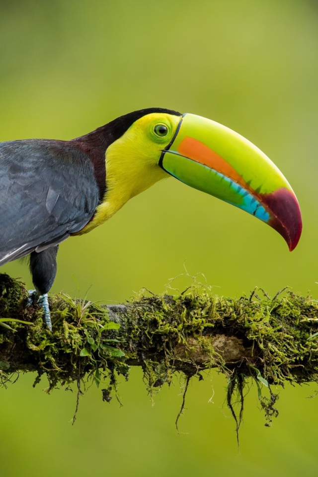 Разноцветный тукан сидит на ветке