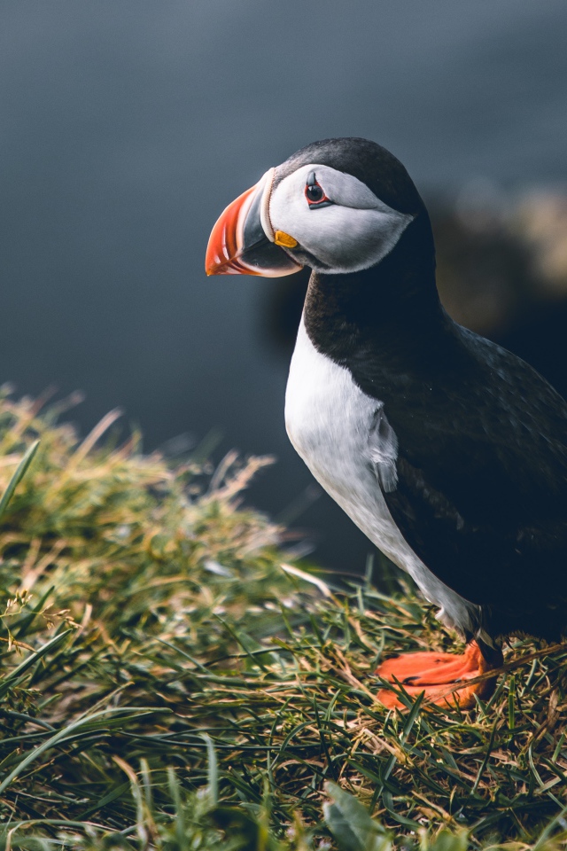 Грустный тупик стоит на траве