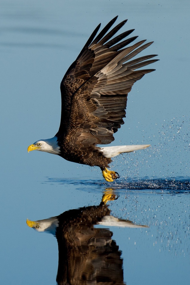 Белоголовый орлан летит над водой 