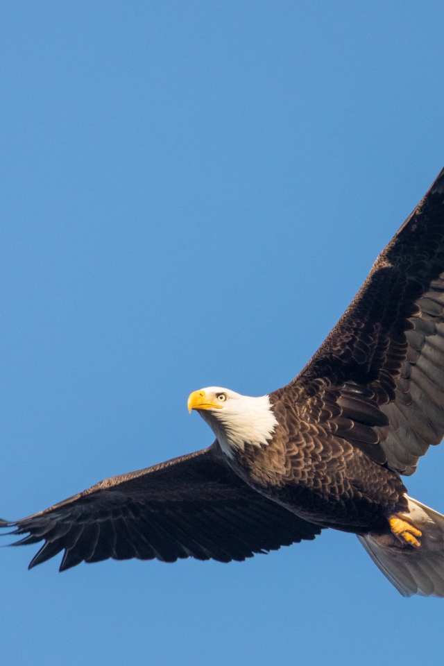 Белоголовый орлан в голубом небе
