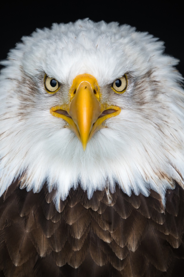 Bald eagle with a sharp beak on a black background