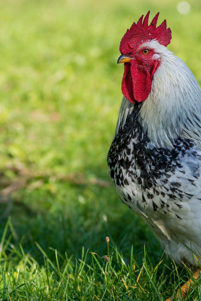 Красивый петух на зеленой траве