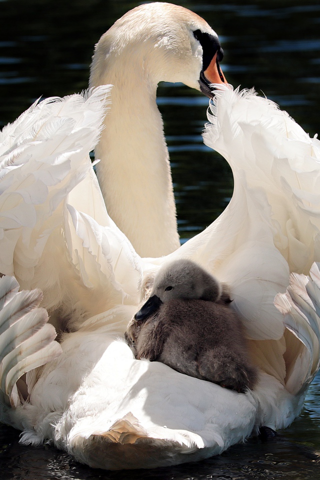 Красивый белый лебедь с птенцом в воде 
