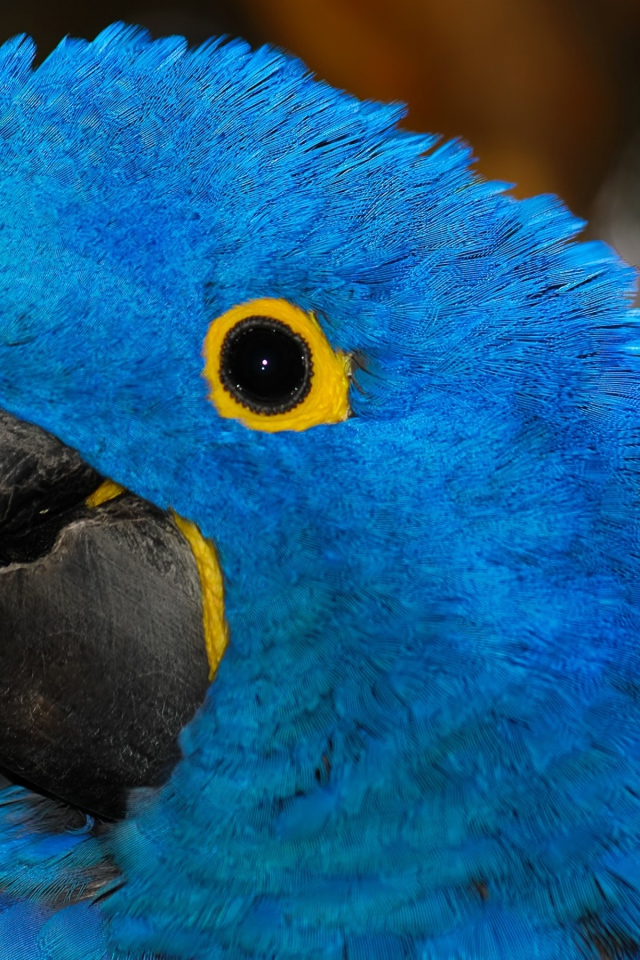 Большой голубой попугай с острым клювом крупным планом