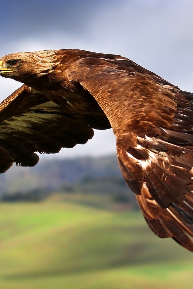 Большой коричневый орел летит в небе 