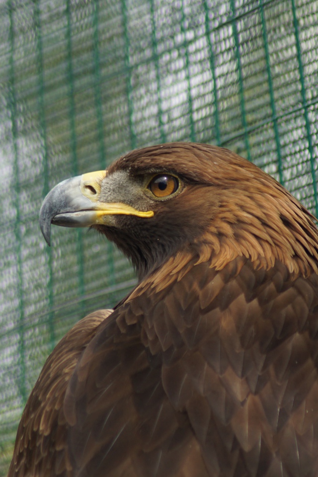 Большой орел с острым клювом в клетке