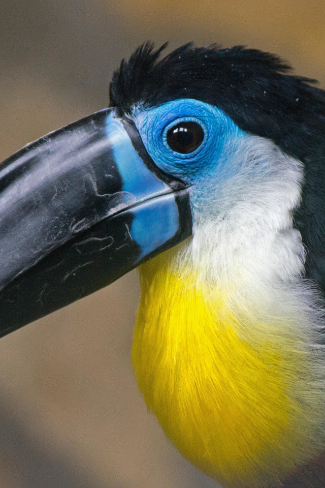 Большой длинный черный клюв птицы тукан