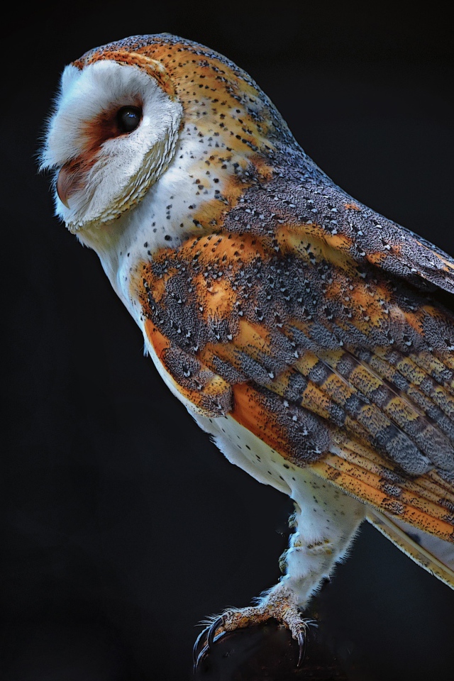 Большая сова на черном фоне