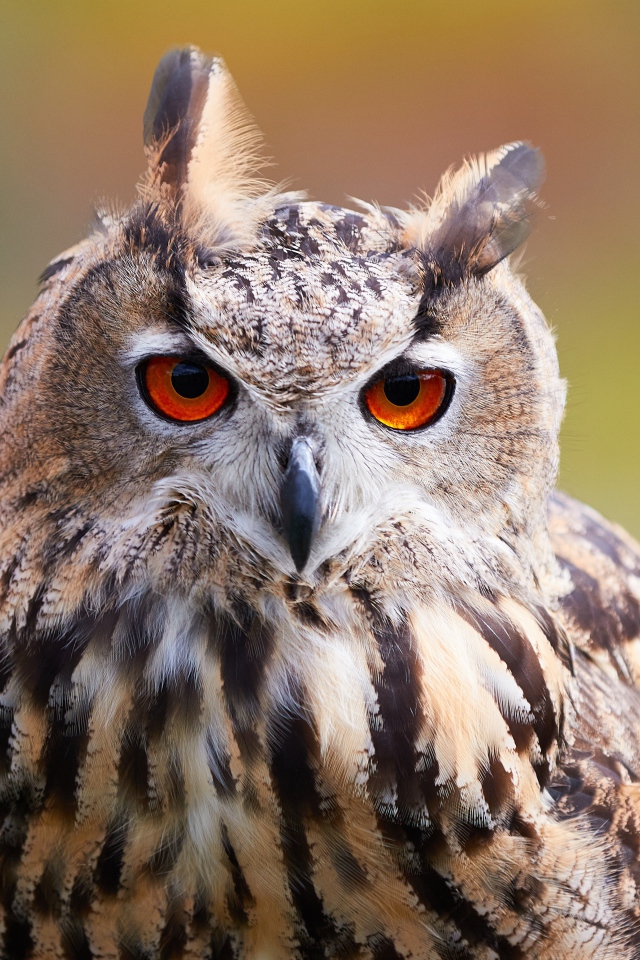 Большая сова с оранжевыми глазами крупным планом