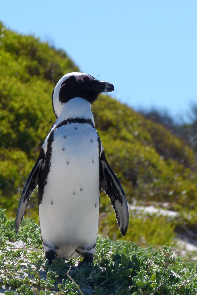 Большой пингвин стоит на зеленой траве