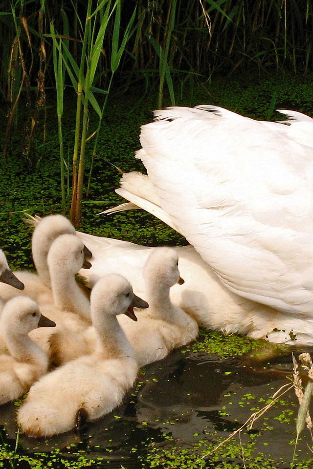 Большой белый лебедь с птенцами в пруду 
