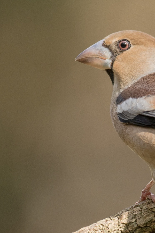 Птица сидит на ветке дерева крупным планом
