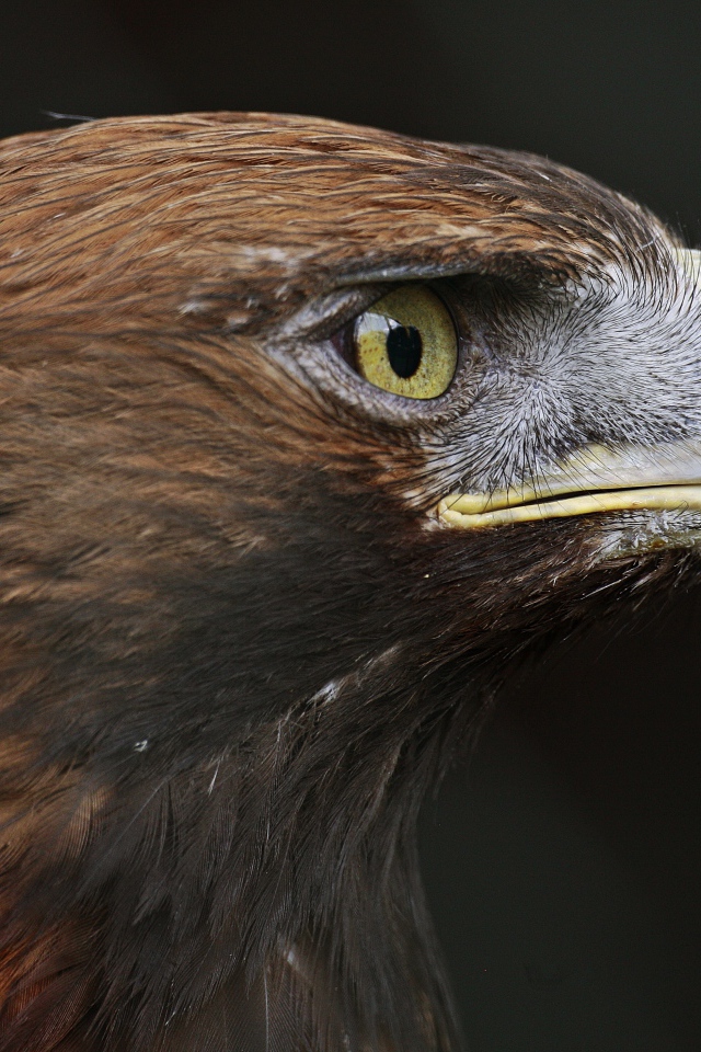 Голова орла с острым клювом крупным планом