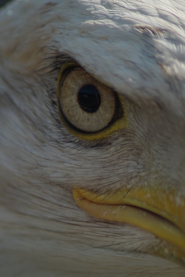 Глаз белоголового орлана крупным планом