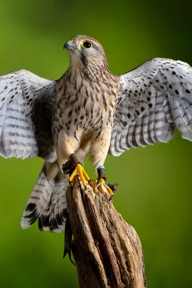 Птица обыкновенная пустельга сидит на дереве