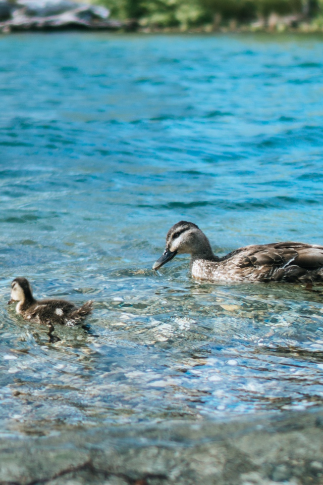 Утка с маленьким утенком в воде