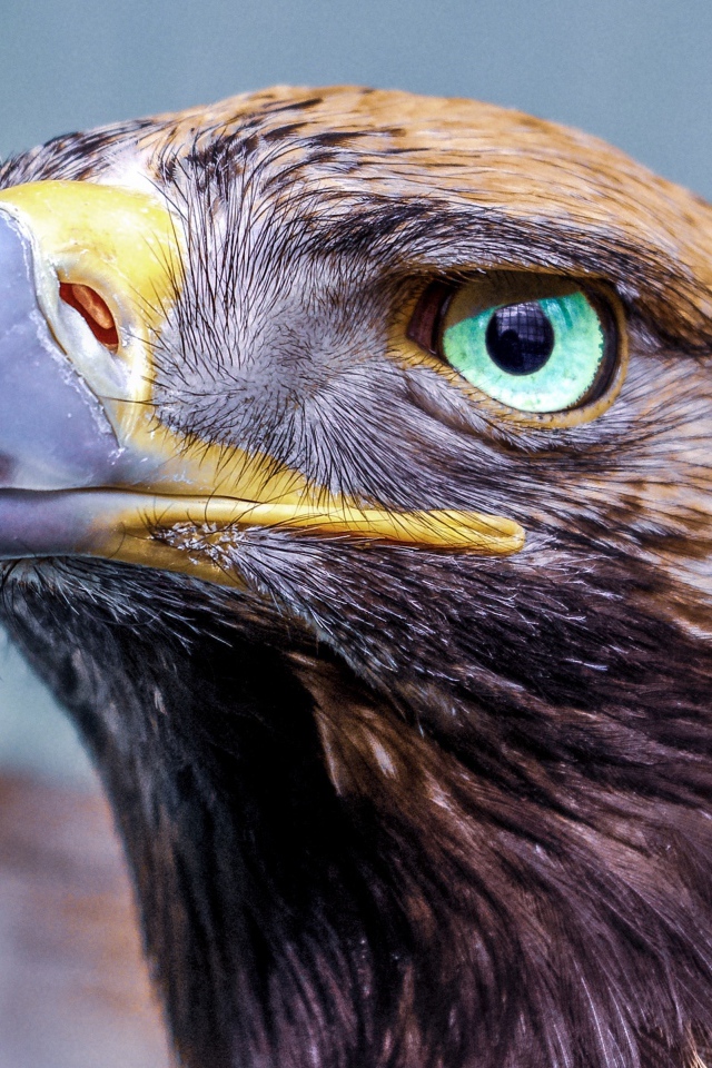 Орел с острым клювом голова крупным планом