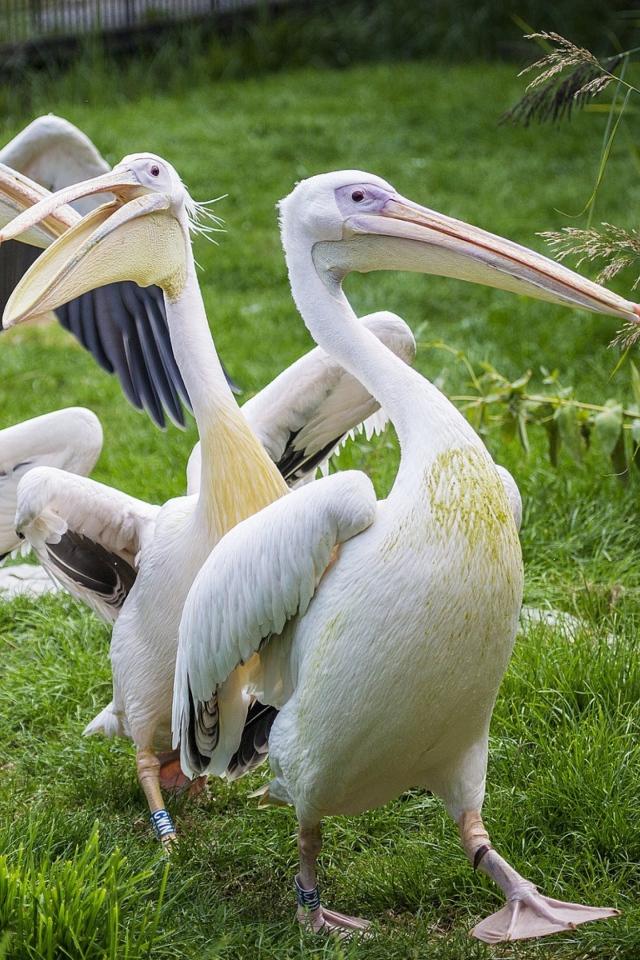 Четыре пеликана идут по зеленой траве