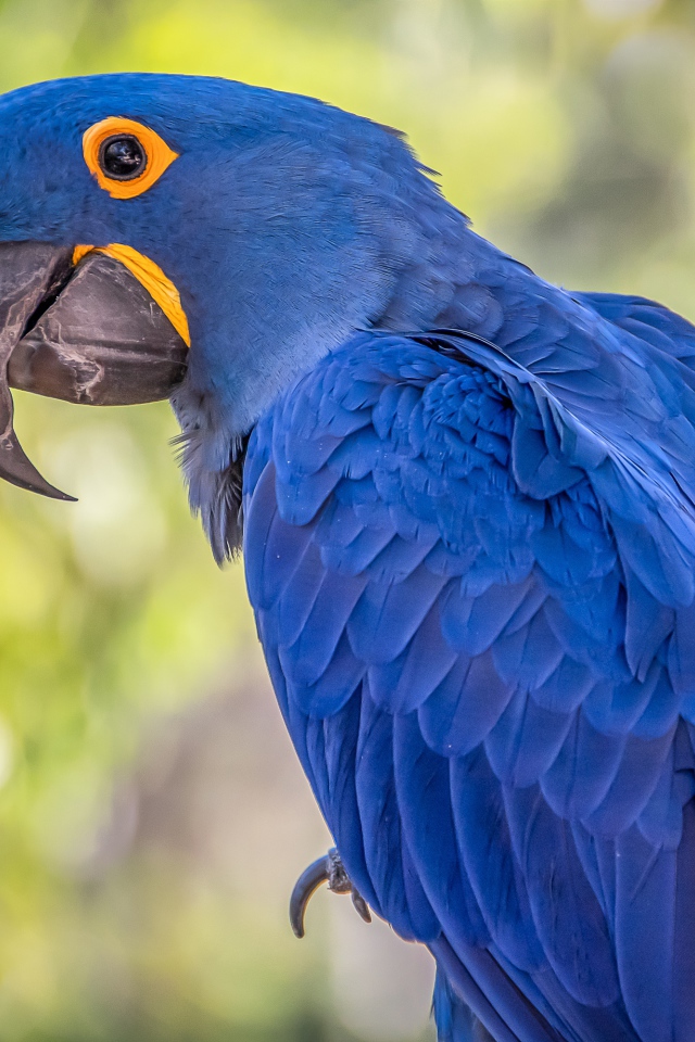 Большой синий ара с длинным клювом 