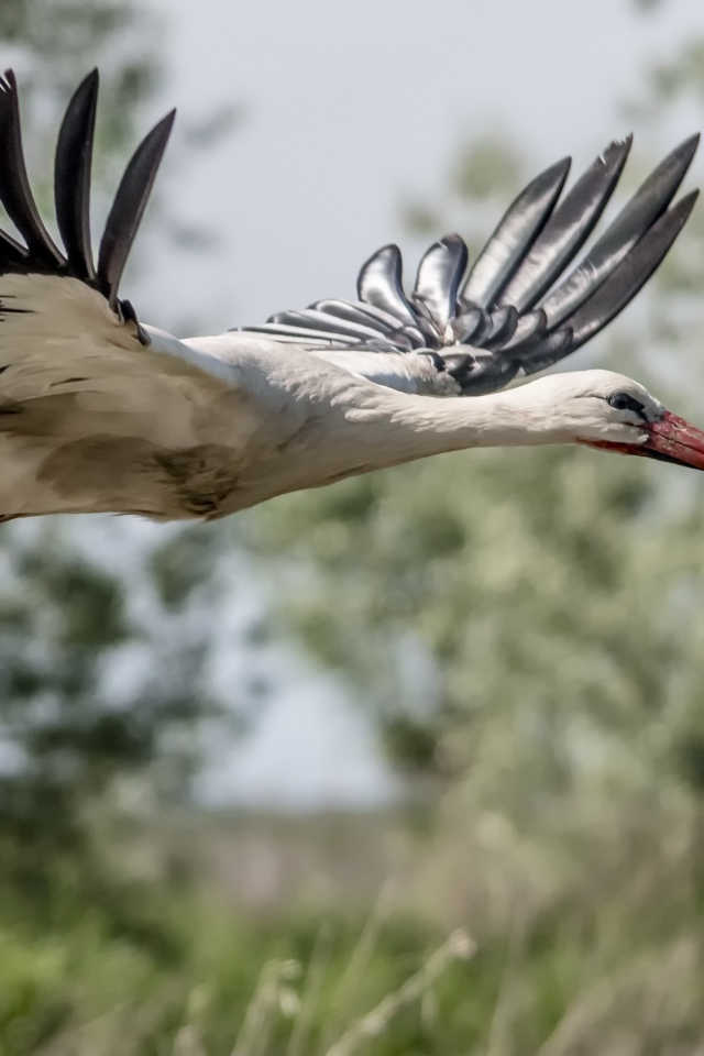 Большая цапля в полете