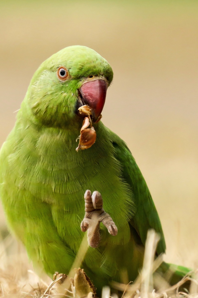Зеленый попугай ест на траве