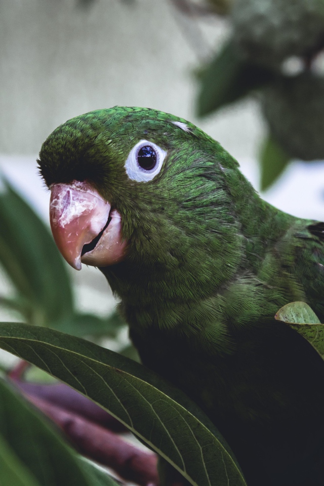 Зеленый попугай сидит в листьях 