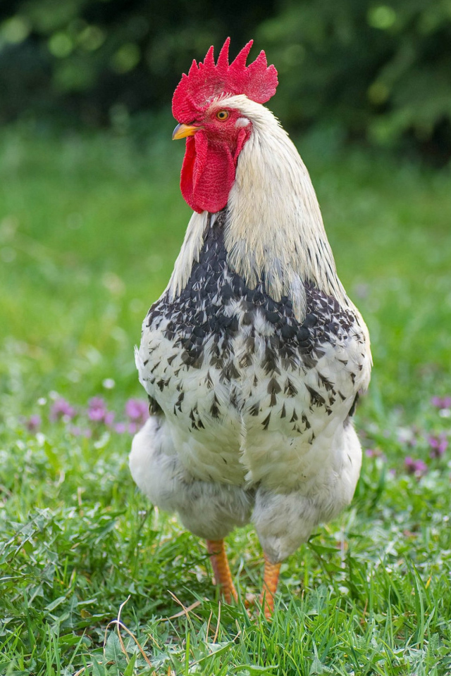 Домашний петух и курица на зеленой траве