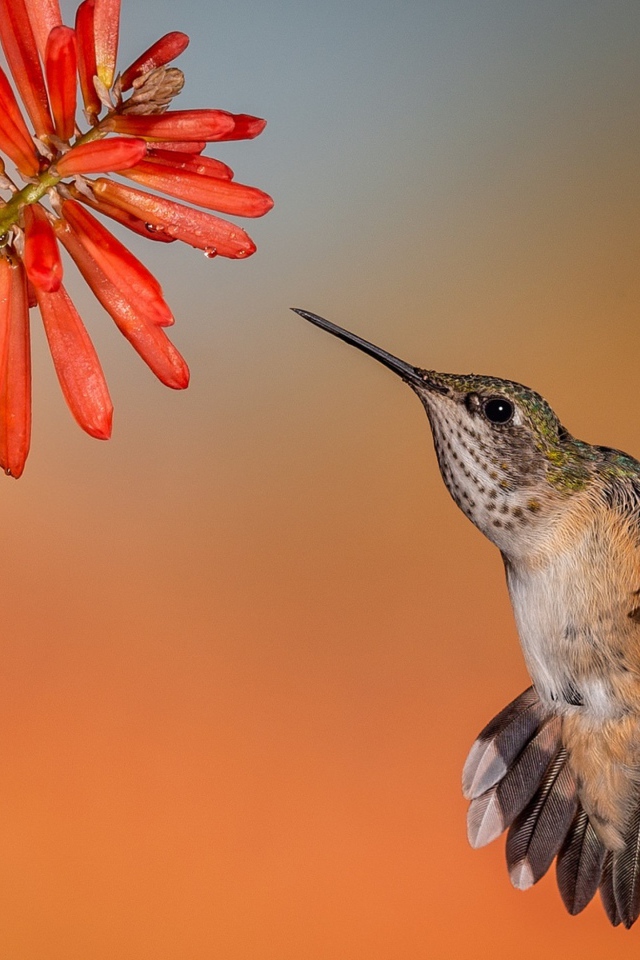 Птица колибри в полете у красного цветка 