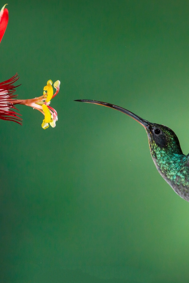 Маленькая птичка колибри пьет нектар с цветка