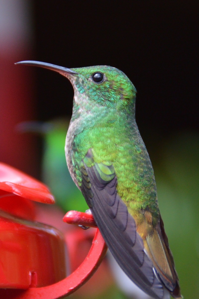 Маленькая птичка колибри к водопоя