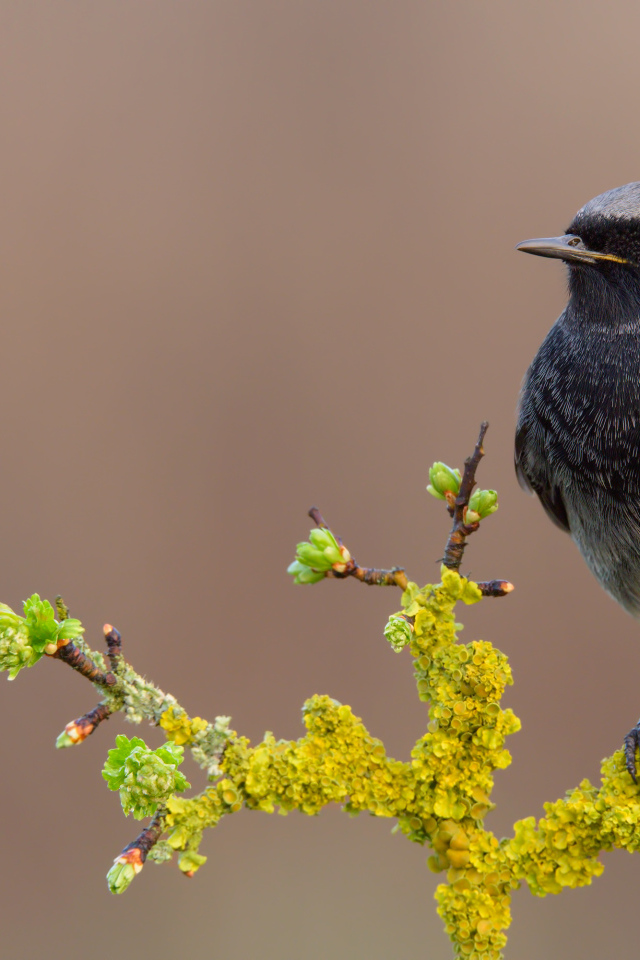 Маленькая птица сидит на ветке