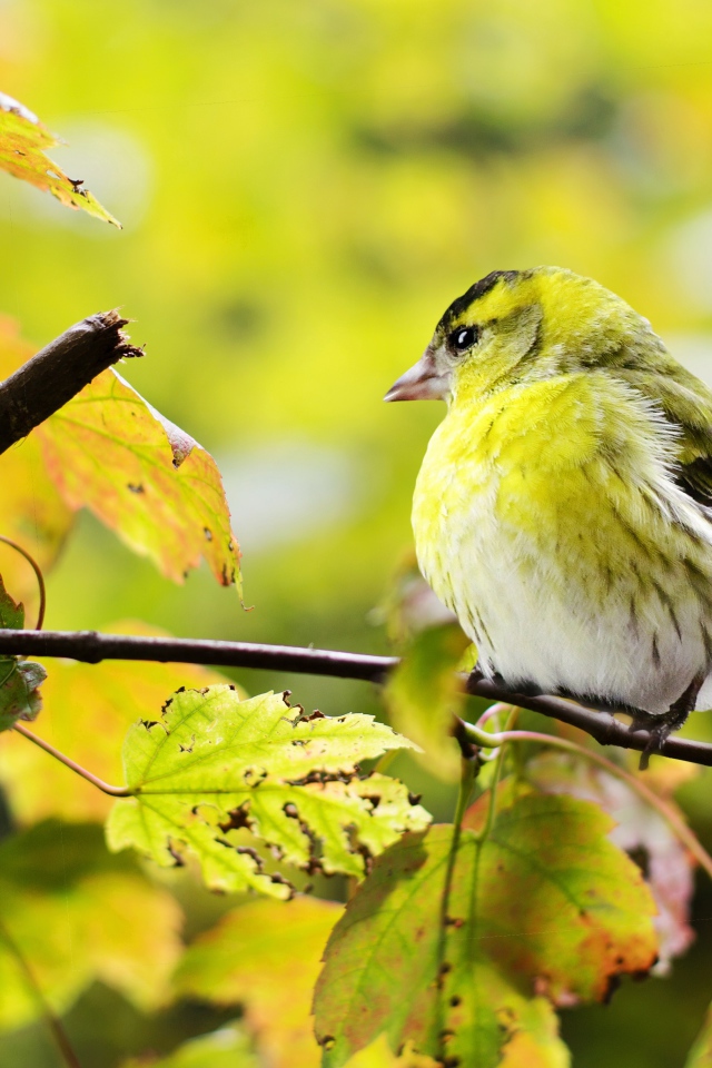 Маленькая птичка сидит на ветке с желтыми листьями