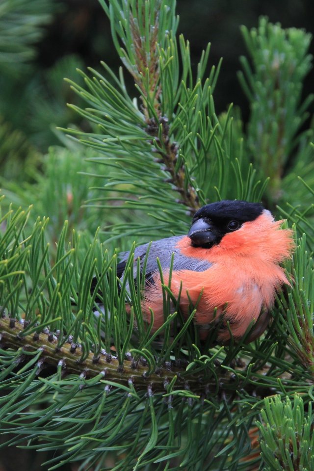 Маленький снегирь сидит в сосновых ветках 