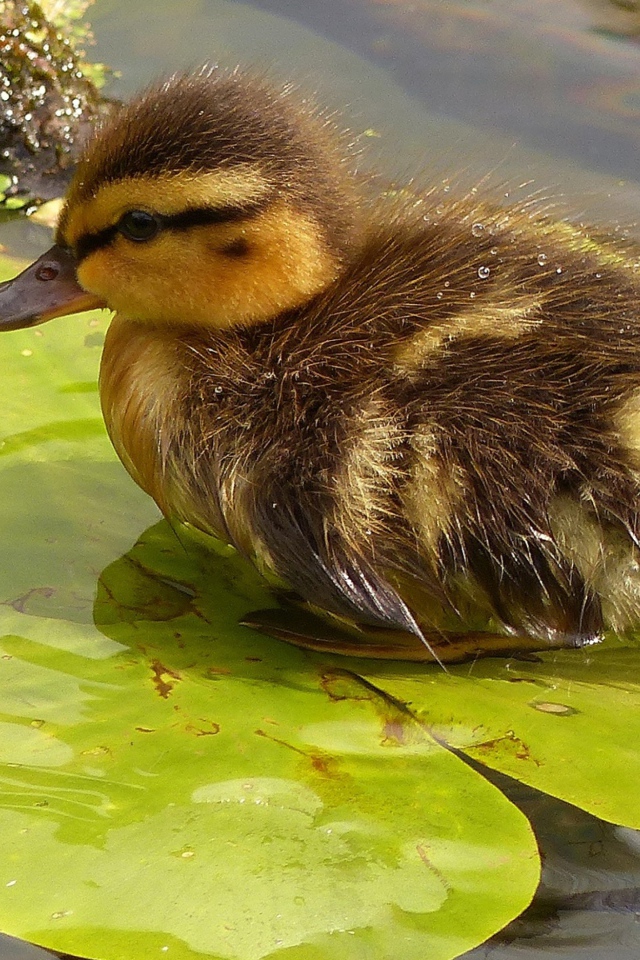 Маленький утенок сидит на зеленом листе в воде