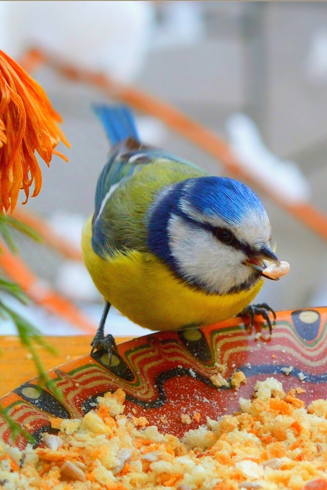 Маленькая синица клюет крошки