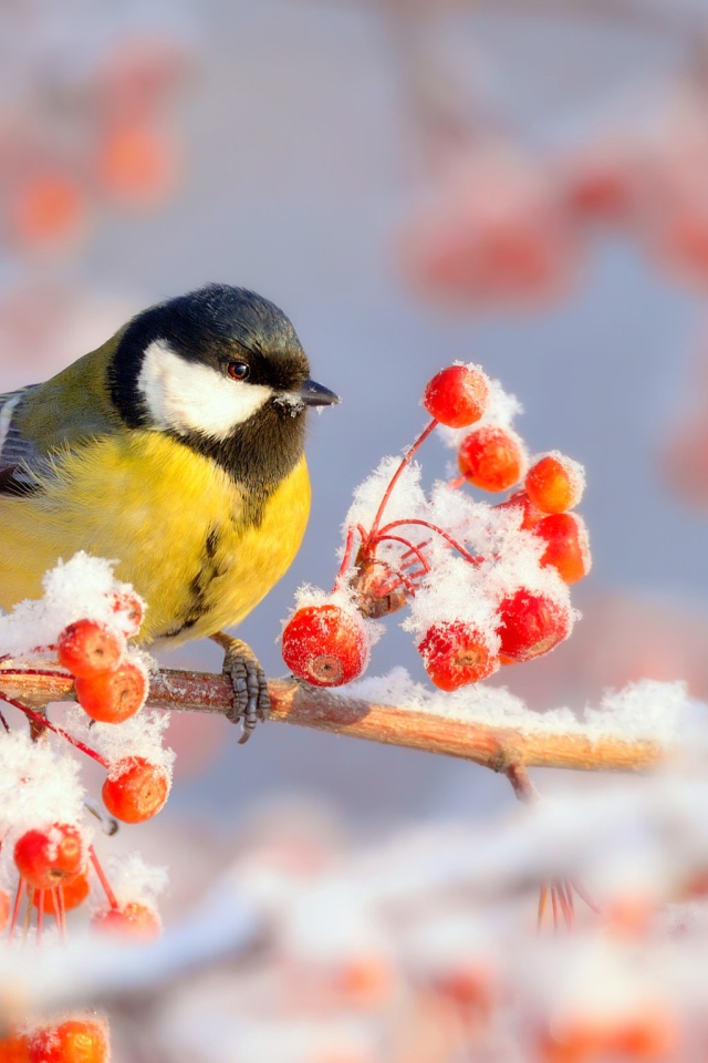 Маленькая синичка сидит на ветке с красной калиной в снегу